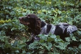 photo chien: Epagneul Picard